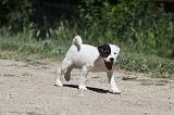 PARSON RUSSEL TERRIER 121